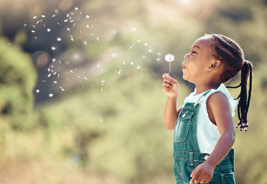Preschool girl blowing a dandelion into the air.